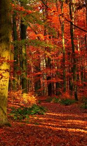 Preview wallpaper autumn, wood, leaves, trees, red, gleams