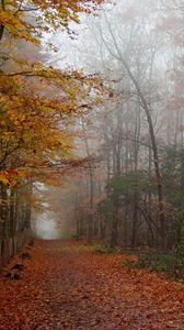 Preview wallpaper autumn, wood, trees, leaves, footpath