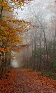 Preview wallpaper autumn, wood, trees, leaves, footpath