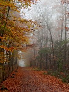 Preview wallpaper autumn, wood, trees, leaves, footpath