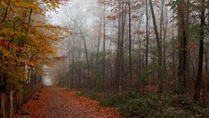 Preview wallpaper autumn, wood, trees, leaves, footpath