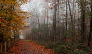 Preview wallpaper autumn, wood, trees, leaves, footpath