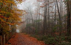 Preview wallpaper autumn, wood, trees, leaves, footpath