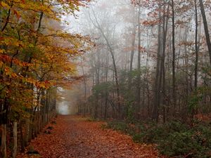 Preview wallpaper autumn, wood, trees, leaves, footpath