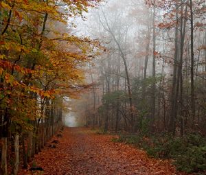 Preview wallpaper autumn, wood, trees, leaves, footpath