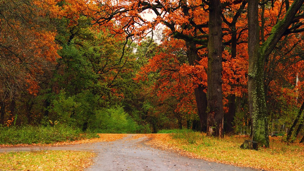 Wallpaper autumn, wood, trees, road, track, intersection, crossroads
