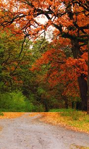 Preview wallpaper autumn, wood, trees, road, track, intersection, crossroads