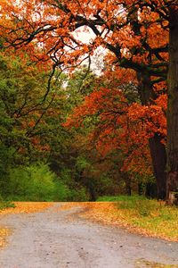 Preview wallpaper autumn, wood, trees, road, track, intersection, crossroads