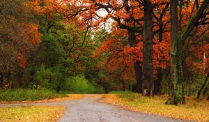 Preview wallpaper autumn, wood, trees, road, track, intersection, crossroads