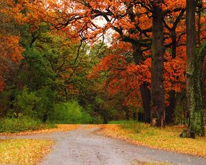 Preview wallpaper autumn, wood, trees, road, track, intersection, crossroads