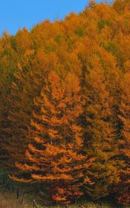 Preview wallpaper autumn, wood, trees, japan, gold, protection, fence, relief