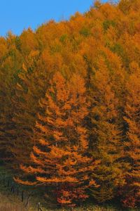 Preview wallpaper autumn, wood, trees, japan, gold, protection, fence, relief