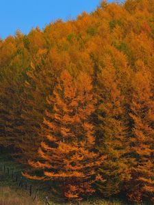 Preview wallpaper autumn, wood, trees, japan, gold, protection, fence, relief