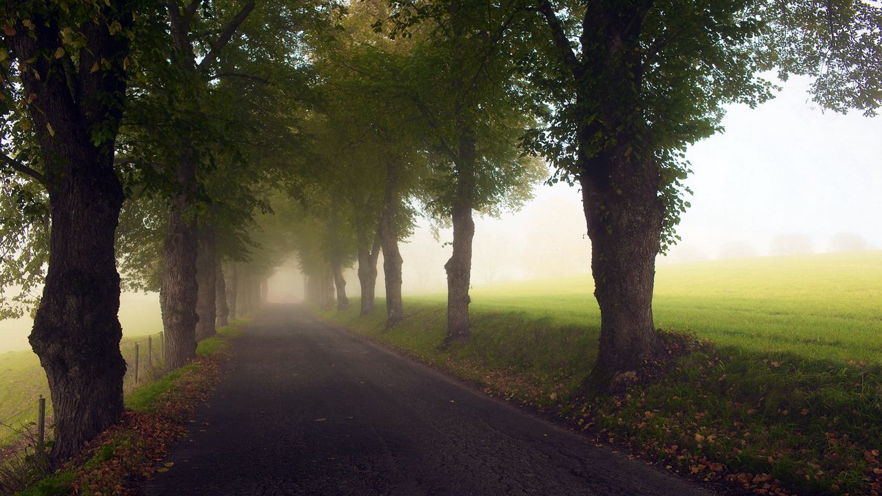 Wallpaper avenue, trees, fog, meadow, road, haze