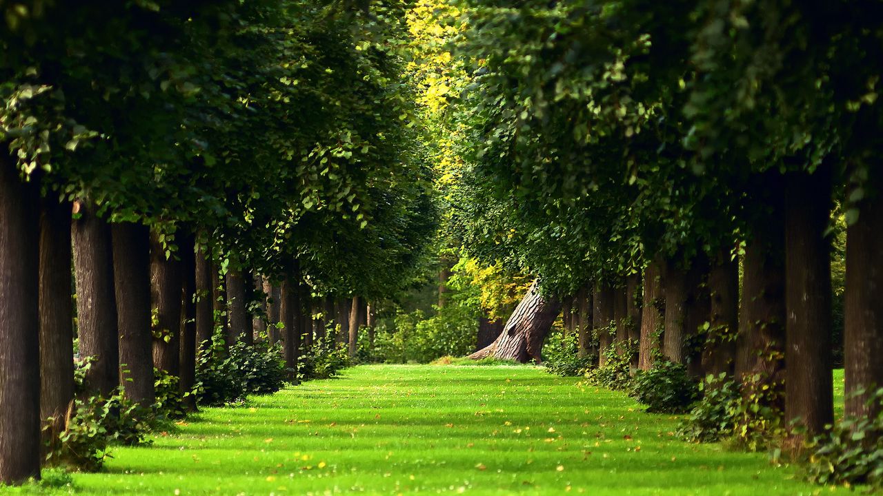 Wallpaper avenue, trees, path, summer, park, leaves, lawn