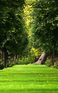 Preview wallpaper avenue, trees, path, summer, park, leaves, lawn