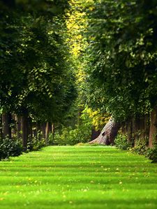 Preview wallpaper avenue, trees, path, summer, park, leaves, lawn
