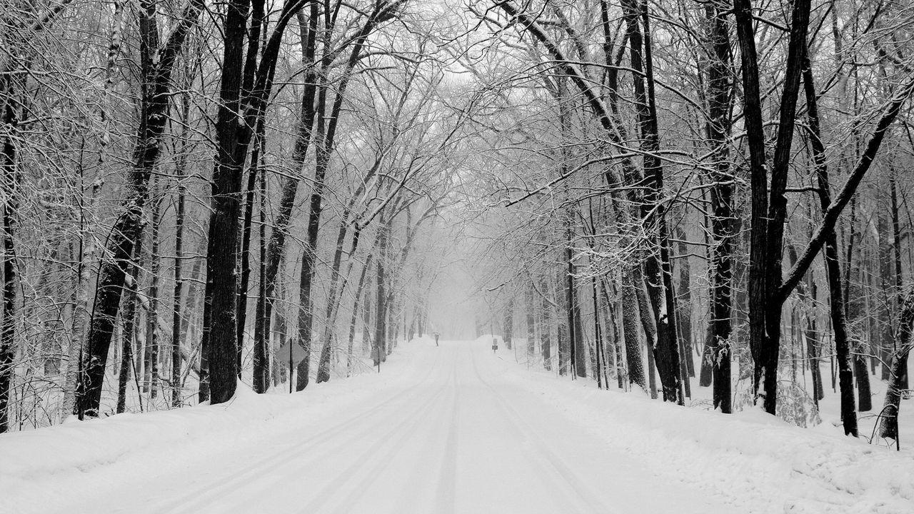 Wallpaper avenue, trees, winter, snow, road