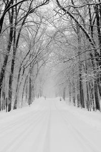 Preview wallpaper avenue, trees, winter, snow, road