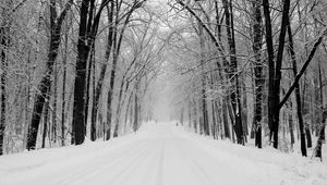Preview wallpaper avenue, trees, winter, snow, road