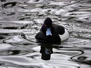 Preview wallpaper aythya, duck, beak, water, black