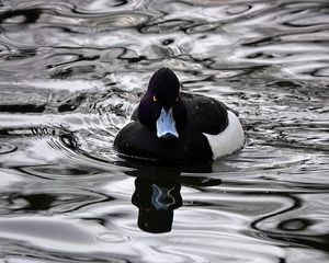 Preview wallpaper aythya, duck, beak, water, black