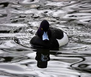 Preview wallpaper aythya, duck, beak, water, black