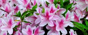 Preview wallpaper azalea, bloom, bright, two-color, close-up