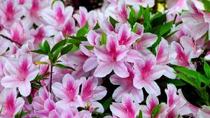 Preview wallpaper azalea, bloom, bright, two-color, close-up