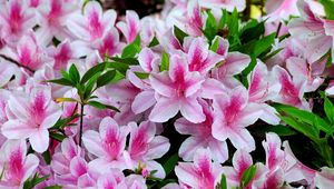 Preview wallpaper azalea, bloom, bright, two-color, close-up