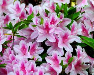 Preview wallpaper azalea, bloom, bright, two-color, close-up