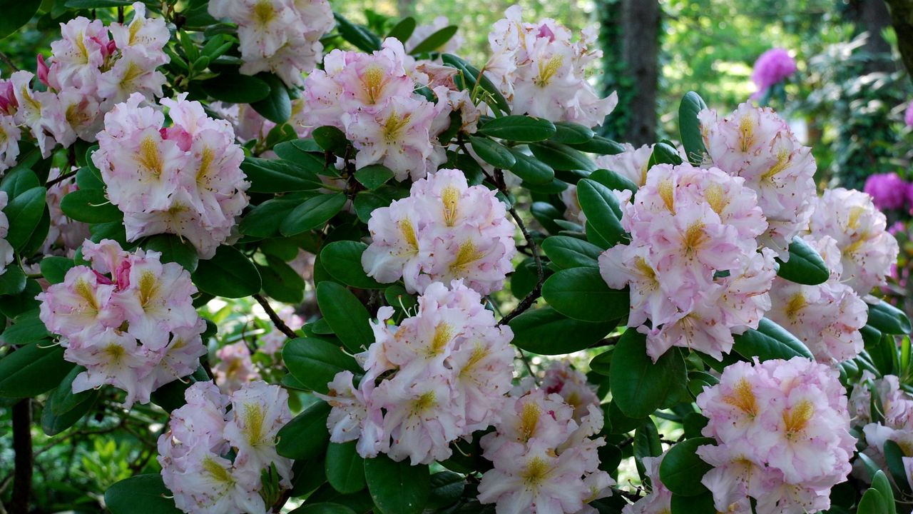 Wallpaper azalea, bush, pink, leaves