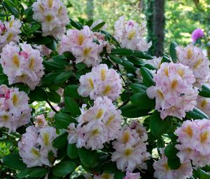 Preview wallpaper azalea, bush, pink, leaves