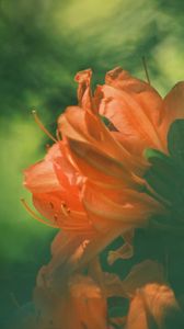 Preview wallpaper azalea, flower, petals, blur