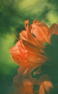Preview wallpaper azalea, flower, petals, blur