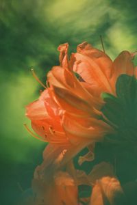 Preview wallpaper azalea, flower, petals, blur