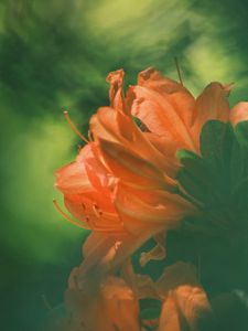 Preview wallpaper azalea, flower, petals, blur