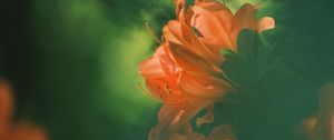 Preview wallpaper azalea, flower, petals, blur
