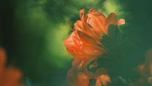 Preview wallpaper azalea, flower, petals, blur