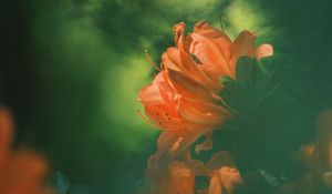 Preview wallpaper azalea, flower, petals, blur