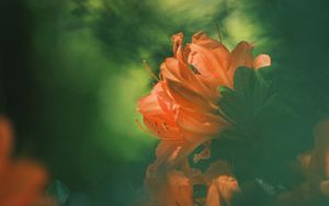 Preview wallpaper azalea, flower, petals, blur