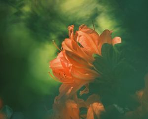 Preview wallpaper azalea, flower, petals, blur