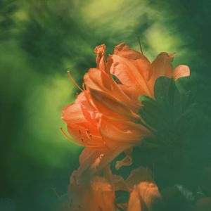 Preview wallpaper azalea, flower, petals, blur