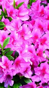 Preview wallpaper azalea, flowering, branches, green, close-up