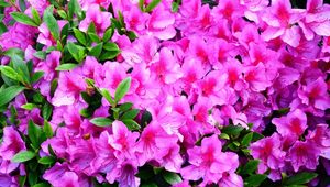 Preview wallpaper azalea, flowering, branches, green, close-up