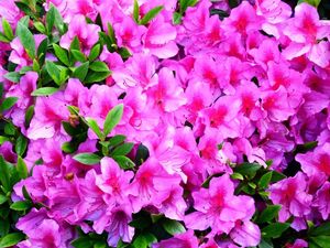 Preview wallpaper azalea, flowering, branches, green, close-up