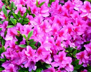 Preview wallpaper azalea, flowering, branches, green, close-up