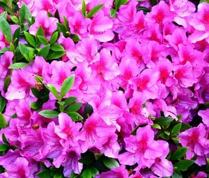 Preview wallpaper azalea, flowering, branches, green, close-up