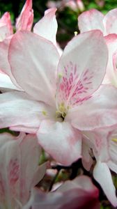 Preview wallpaper azalea, flowering, branches, leaves, close-up