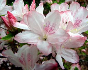 Preview wallpaper azalea, flowering, branches, leaves, close-up